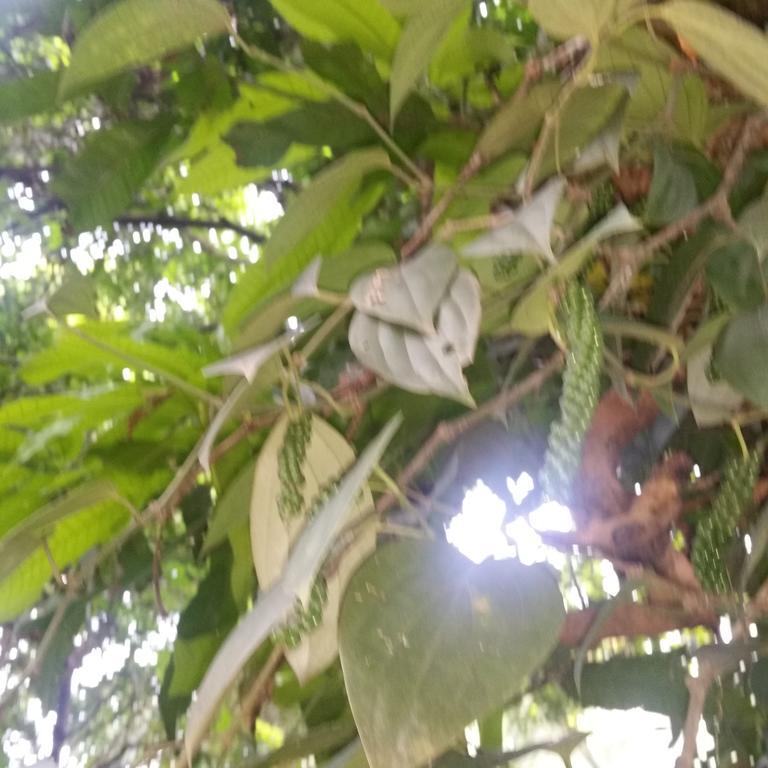 Jungle Village Homestay Pinnawala  Kültér fotó