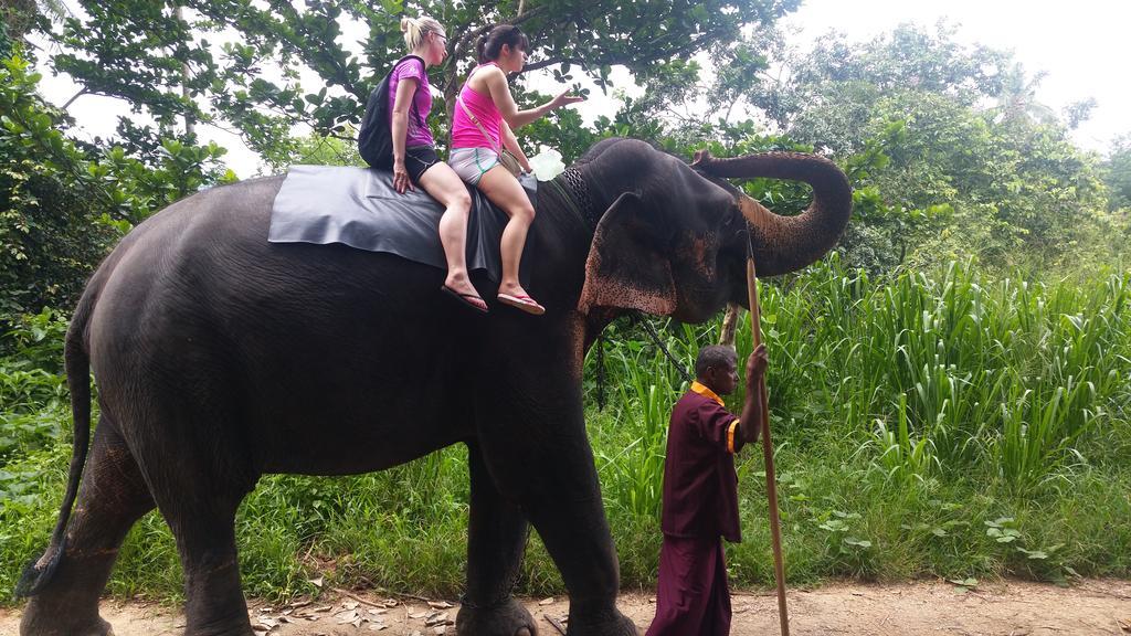 Jungle Village Homestay Pinnawala  Kültér fotó